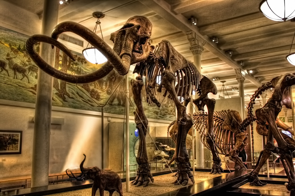 Best Museums in New York City Best Museums in New York City